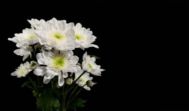 Siyah arka planda bir buket beyaz kasımpatı. Narin çiçekler saflığı ve hatırayı simgeler, boşluğu kopyala.