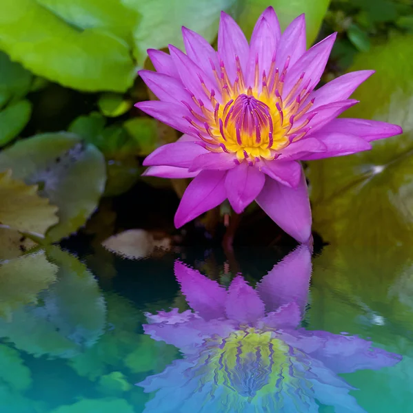 Lotus çiçeği yansıma gölet