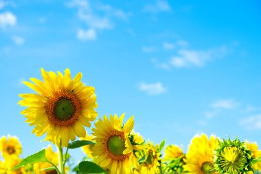 Çiçek açan canlı ayçiçeği tarlası. Gün ışığında, mavi gökyüzü ve bulutlu arka planda bitki çiftliği..