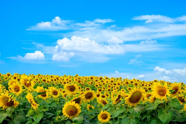 Çiçek açan canlı ayçiçeği tarlası. Gün ışığında, mavi gökyüzü ve bulutlu arka planda bitki çiftliği..