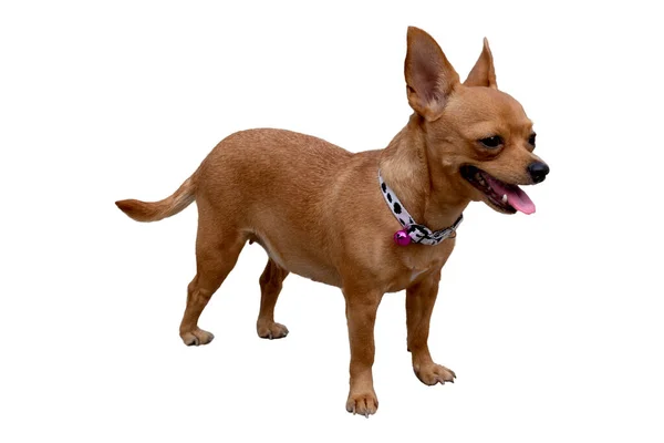 side view of chihuahua dog or small dog on white background