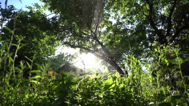 Verão Chuva Árvores — Vídeo de Stock