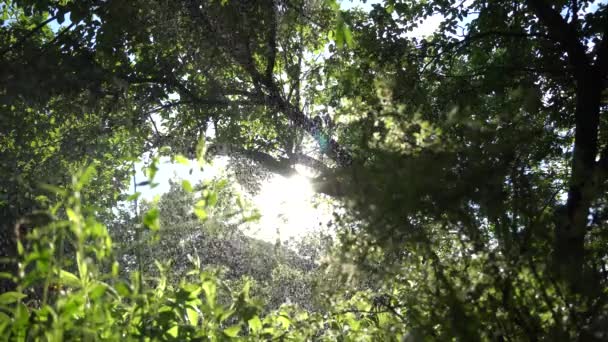 Лето Дождь Деревья — стоковое видео
