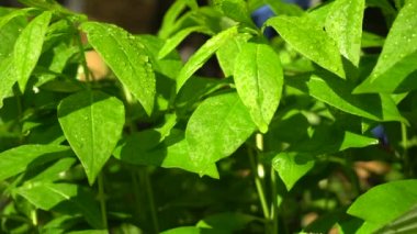 yaz ve yağmur ve ağaçlar