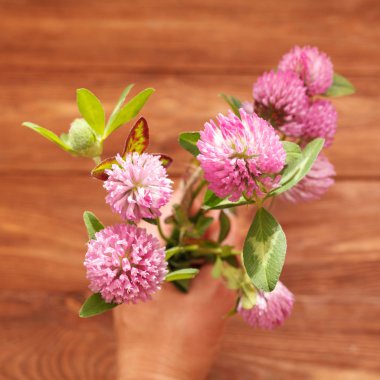 Yonca çiçek ahşap arka plan üzerinde. Güzel mor kır çiçeği. Tıbbi bitki. Kırmızı yonca çiçek ışık stüdyo yakın çekim