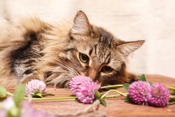 Fluffy Gray Tabby Cat Pink Clover Flowers Beige Background Funny — Stock Photo, Image