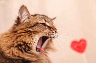 Sevgililer günü arka plan. Güzel kabarık kedi komik yawns kırmızı bir kalp ile bej renkli bir arka plan üzerinde yakın çekim. Tebrik kartı.