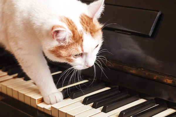 Kedi piyanoda. Beyaz kedi piyano klavye üzerinde yürüme.