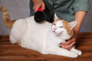 Sevimli beyaz-kırmızı kedi ve bir tarak hayvan tüylerini tam yalan. Evde beslenen hayvan kaygı kavramı.