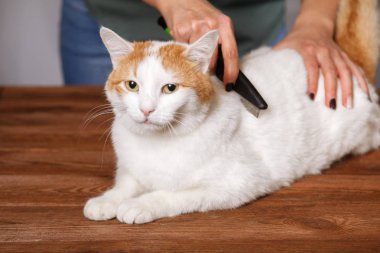 Sevimli beyaz-kırmızı kedi ve bir tarak hayvan tüylerini tam yalan. Evde beslenen hayvan kaygı kavramı.