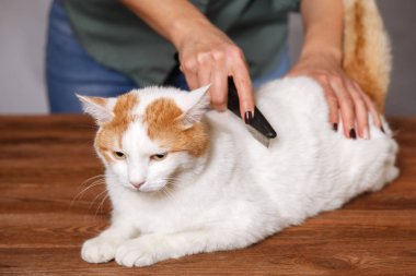 Sevimli beyaz-kırmızı kedi ve bir tarak hayvan tüylerini tam yalan. Evde beslenen hayvan kaygı kavramı.