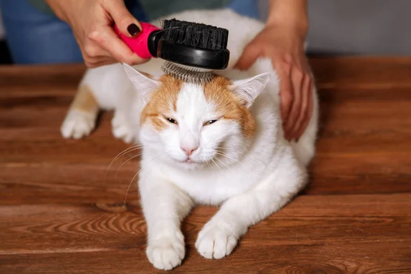 Mentiroso Lindo Gato Feliz Blanco Rojo Peine Lleno Pelo Mascota — Foto de Stock