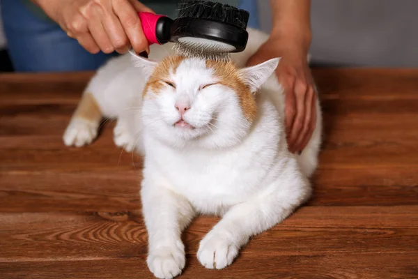 Sevimli beyaz-kırmızı kedi ve bir tarak hayvan tüylerini tam yalan. Evde beslenen hayvan kaygı kavramı.