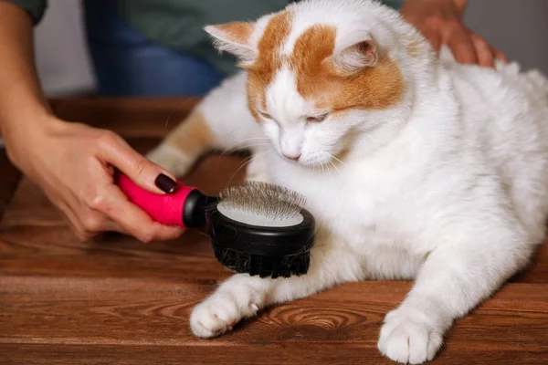 The white-red cat looks at the brush for combing hair and tries to take it. Combing domestic cats. Concept of pet care.
