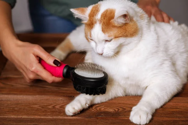 White Red Cat Looks Brush Combing Hair Tries Take Combing — Stock Photo, Image