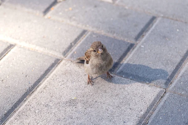 Porträt Eines Lustigen Spatzen Auf Dem Hintergrund Grauer Pflasterplatten — Stockfoto