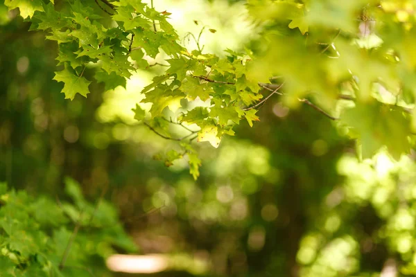The path in the summer maple forest close-up. Maple branches in the foreground. Blurred forest background, sun glare through the leaves, bokeh. Natural summer background, selective focus