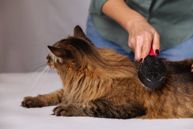Yalan ve olmaktan keyif temizlenmiş ve taranmış tekir kedi. Tüylü gri çizgili kedi araması. Evde beslenen hayvan kaygı kavramı.