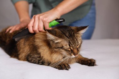 Yalan ve olmaktan keyif temizlenmiş ve taranmış tekir kedi. Tüylü gri çizgili kedi araması. Evde beslenen hayvan kaygı kavramı.