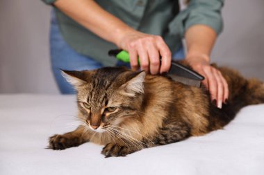 Yalan ve olmaktan keyif temizlenmiş ve taranmış tekir kedi. Tüylü gri çizgili kedi araması. Evde beslenen hayvan kaygı kavramı.