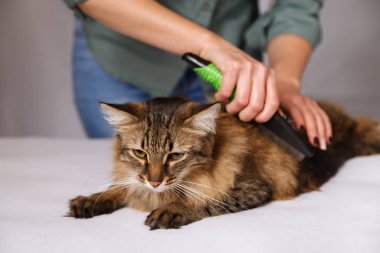 Yalan ve olmaktan keyif temizlenmiş ve taranmış tekir kedi. Tüylü gri çizgili kedi araması. Evde beslenen hayvan kaygı kavramı.