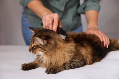 Yalan ve olmaktan keyif temizlenmiş ve taranmış tekir kedi. Tüylü gri çizgili kedi araması. Evde beslenen hayvan kaygı kavramı.