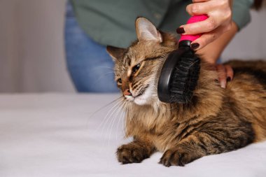 Yalan ve olmaktan keyif temizlenmiş ve taranmış tekir kedi. Tüylü gri çizgili kedi araması. Evde beslenen hayvan kaygı kavramı.