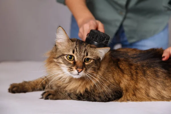 Gato Tabby Mintiendo Disfrutando Ser Limpiado Peinado Peinando Gato Peludo — Foto de Stock