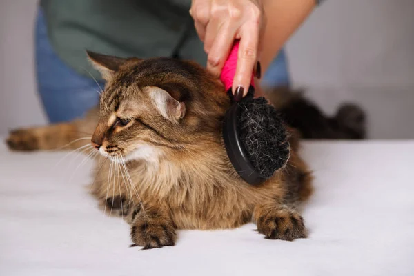 Gato Tabby Mintiendo Disfrutando Ser Limpiado Peinado Peinando Gato Peludo — Foto de Stock