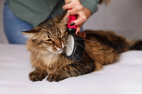 Yalan ve olmaktan keyif temizlenmiş ve taranmış tekir kedi. Tüylü gri çizgili kedi araması. Evde beslenen hayvan kaygı kavramı.