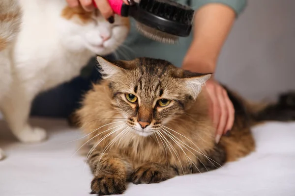 Tabby Gato Acuesta Disfruta Peinando Otro Gato Está Observando Concepto — Foto de Stock