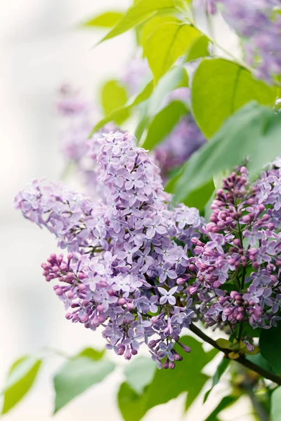 Çiçek leylak. Leylak dalı kapatın. Doğa, Bahçe. Bir leylak değil açılan tomurcukları arasında büyük çiçek orada dört yaprakları taze yumuşak çiçek