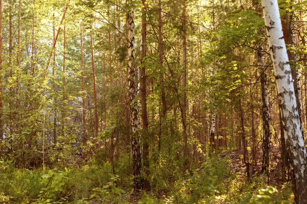 Yaz yeşil ormanda. Geçilmez huş ağacı ve çam ormanı ile lots-in bitki. Ormanlık orman ağaçları ağaçların arasından dökülen güneş tarafından aydınlatılmış