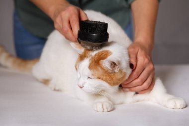 Sevimli beyaz-kırmızı mutlu kedi ve bir tarak hayvan tüylerini tam yalan. Evde beslenen hayvan kedi araması. Evde beslenen hayvan kaygı kavramı.