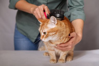 Woman combing a red striped cat. Red cat relaxes when brushing. The concept of pet care.