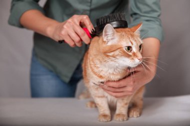 Woman combing a red striped cat. Red cat relaxes when brushing. The concept of pet care.