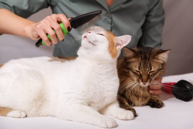 White cat lies and enjoys combing, and the striped cat is waiting for him next. The concept of pet care.