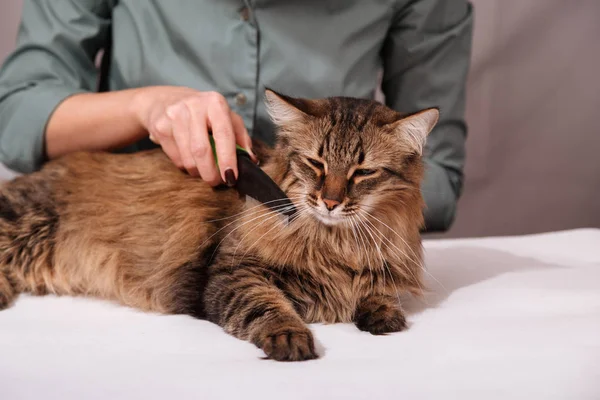 Tabby Cat Lying Enjoying Being Cleaned Combed Combing Furry Grey — Stock Photo, Image