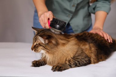 Yalan ve olmaktan keyif temizlenmiş ve taranmış tekir kedi. Tüylü gri çizgili kedi araması. Evde beslenen hayvan kaygı kavramı.