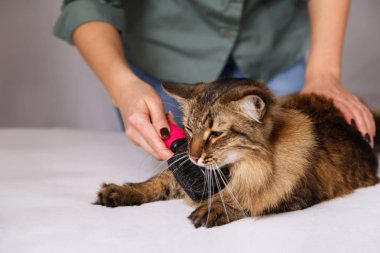 Yalan ve olmaktan keyif temizlenmiş ve taranmış tekir kedi. Tüylü gri çizgili kedi araması. Evde beslenen hayvan kaygı kavramı.