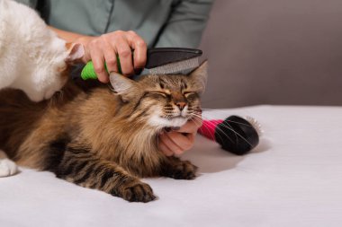 Tekir kedi uzanır ve penye sahiptir ve diğer kedi onu izliyor. Evde beslenen hayvan kaygı kavramı.