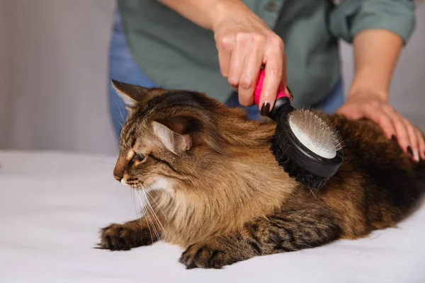 Gato Tabby Mintiendo Disfrutando Ser Limpiado Peinado Peinando Gato Peludo — Foto de Stock