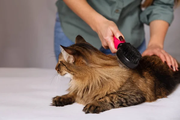 Yalan ve olmaktan keyif temizlenmiş ve taranmış tekir kedi. Tüylü gri çizgili kedi araması. Evde beslenen hayvan kaygı kavramı.