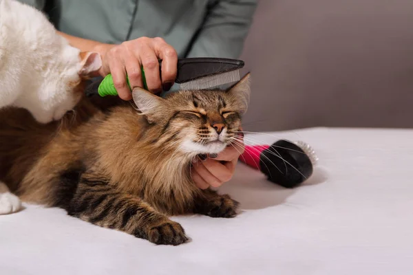 Tekir kedi uzanır ve penye sahiptir ve diğer kedi onu izliyor. Evde beslenen hayvan kaygı kavramı.
