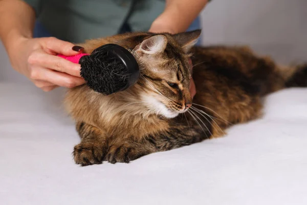 Yalan ve olmaktan keyif temizlenmiş ve taranmış tekir kedi. Tüylü gri çizgili kedi araması. Evde beslenen hayvan kaygı kavramı.