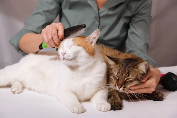 White cat lies and enjoys combing, and the striped cat is waiting for him next. The concept of pet care.