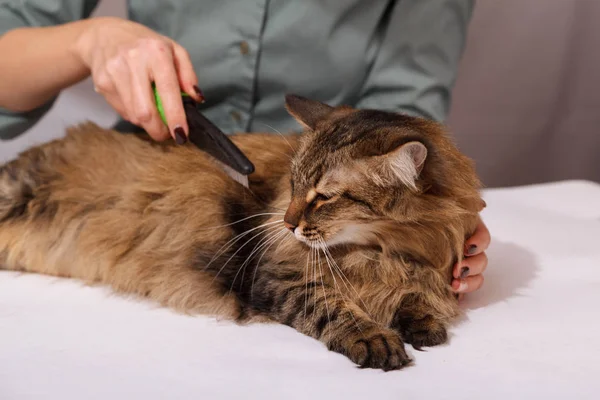 Gato Tabby Mintiendo Disfrutando Ser Limpiado Peinado Peinando Gato Peludo — Foto de Stock