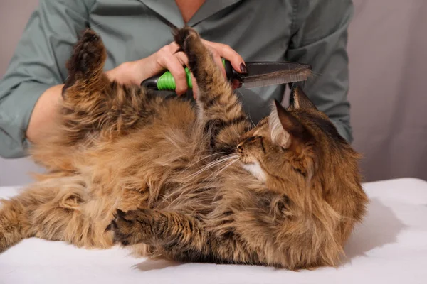 Gato Tabby Mintiendo Disfrutando Ser Limpiado Peinado Peinando Gato Peludo — Foto de Stock