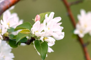 Beyaz çiçek ve Bahçe kavramının bahar çiçek sıcak sezon olarak parlak ışık dolu bir elma ağacı dalı üzerinde pembe tomurcukları