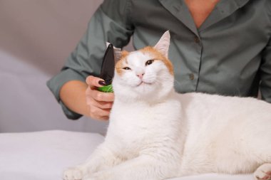 Sevimli beyaz-kırmızı mutlu kedi ve bir tarak hayvan tüylerini tam yalan. Evde beslenen hayvan kedi araması. Evde beslenen hayvan kaygı kavramı.